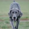 Ali Koc avatar